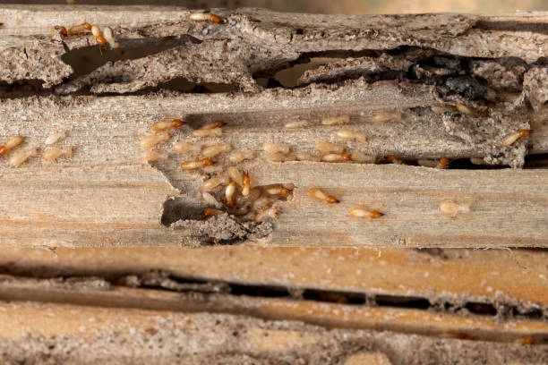 Best Local Pest Control Services  in Richmond West, FL
